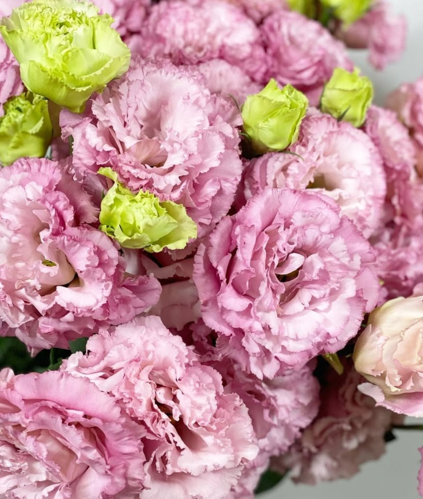 Lisianthus ( Eustoma ) Italia Series Alfonso 6 Seeds