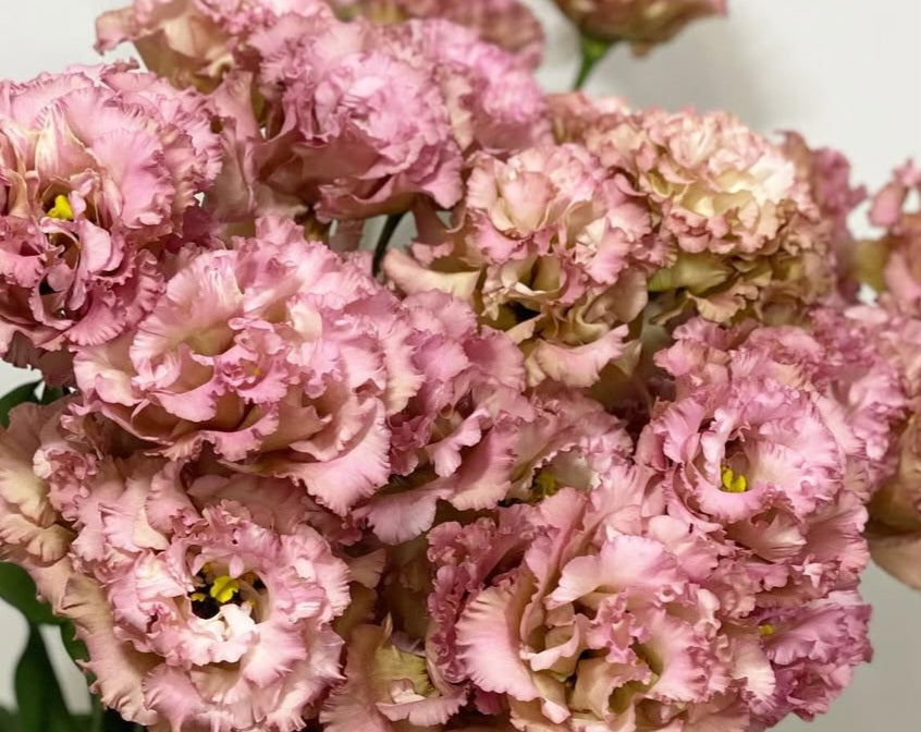 Lisianthus ( Eustoma ) Italia Series Agnolo 6 Seeds