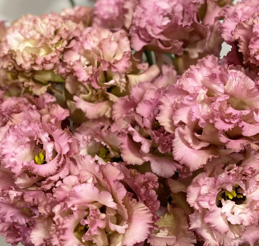 Lisianthus ( Eustoma ) Italia Series Agnolo 6 Seeds