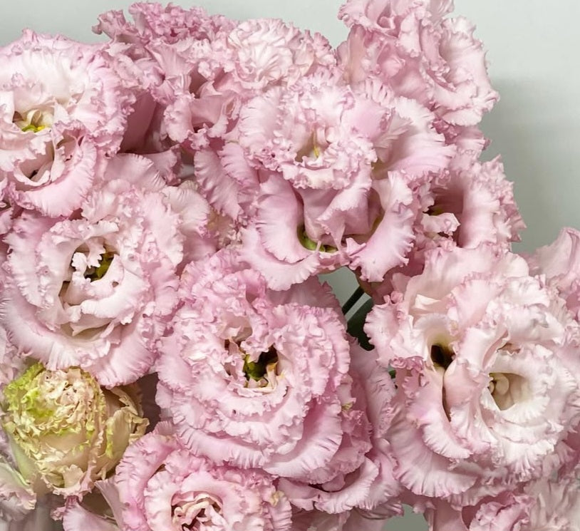 Lisianthus ( Eustoma ) Italia Series Adelmo 6 Seeds