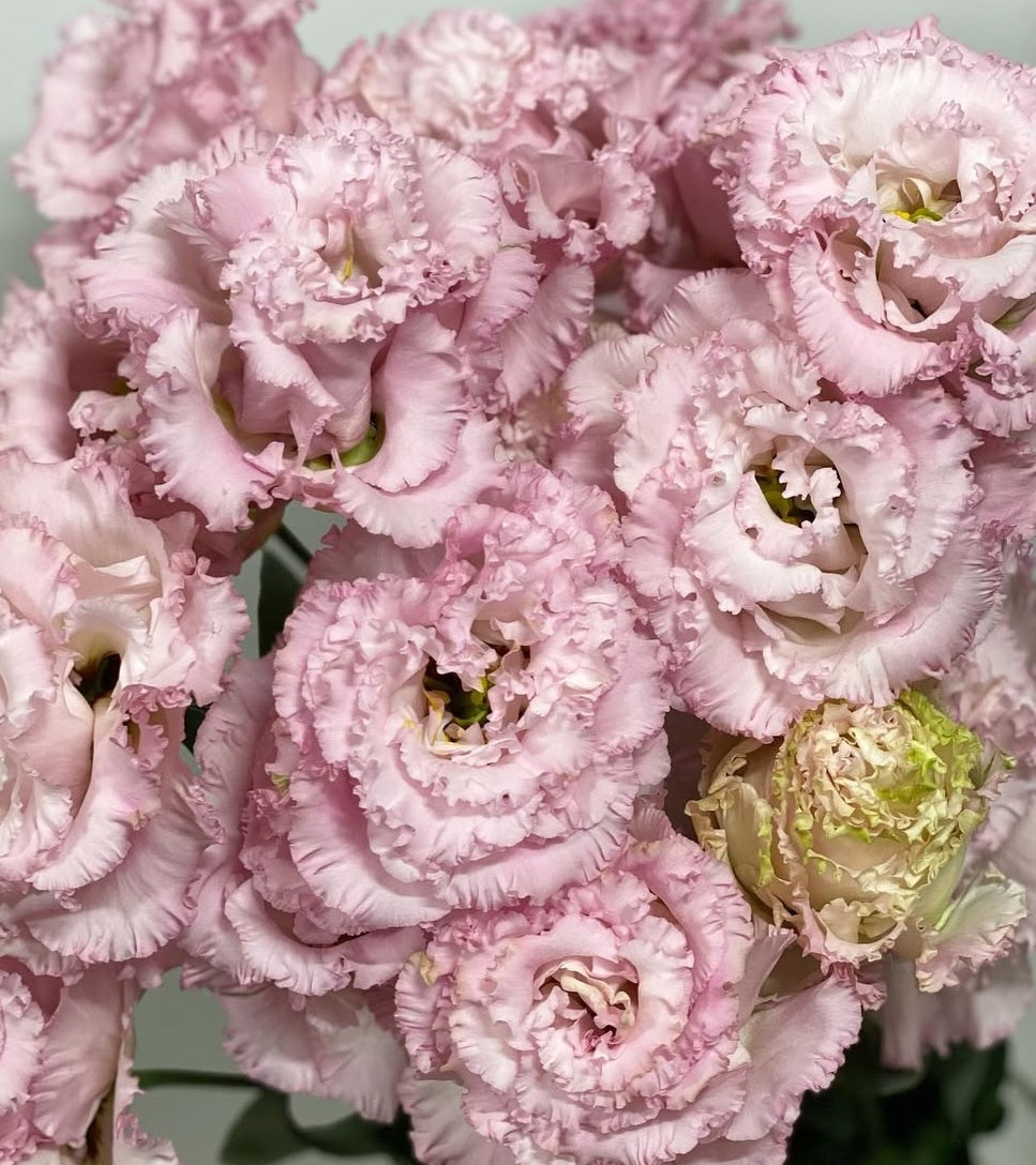 Lisianthus ( Eustoma ) Italia Series Adelmo 6 Seeds