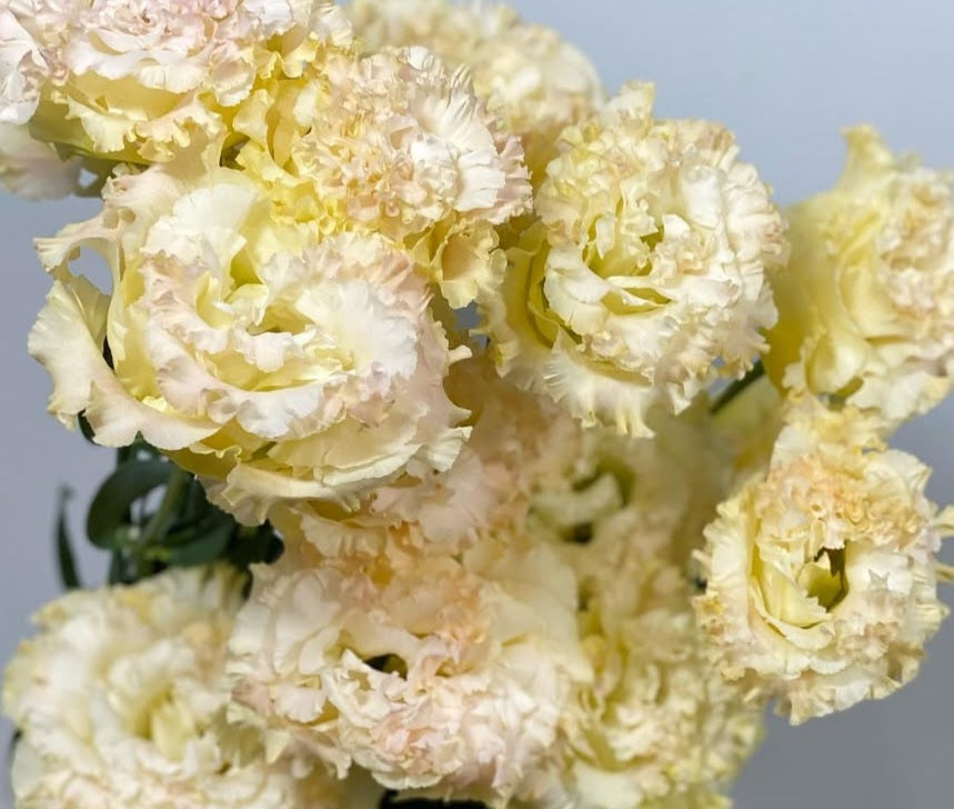 Lisianthus ( Eustoma ) Italia Series Leandro 6 Seeds