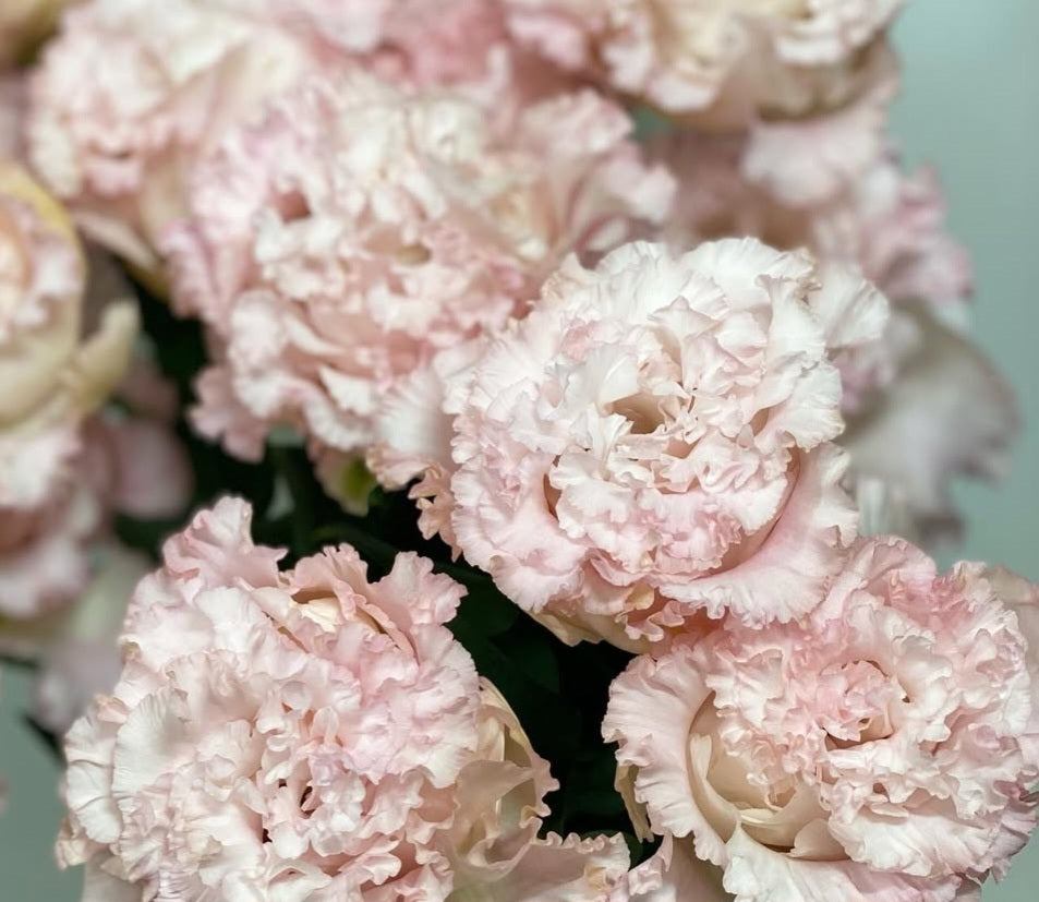 Lisianthus ( Eustoma ) Italia Series Avere 6 Seeds