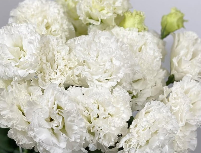 Lisianthus ( Eustoma ) Italia Series Armando 6 Seeds