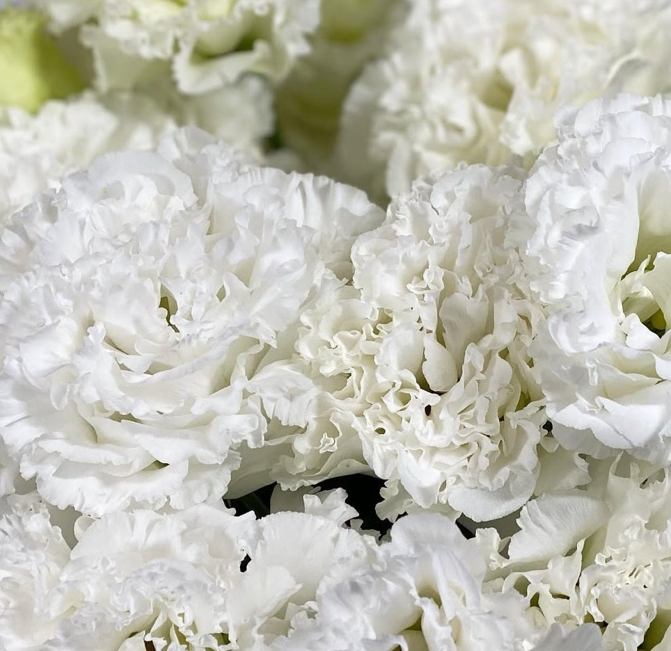 Lisianthus ( Eustoma ) Italia Series Armando 6 Seeds