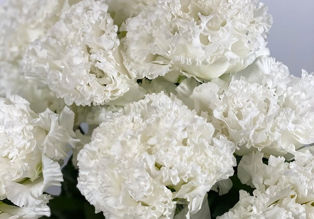 Lisianthus ( Eustoma ) Italia Series Aurelio 6 Seeds
