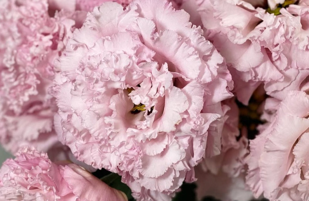 Lisianthus ( Eustoma ) Italia Series Alonzo 6 Seeds