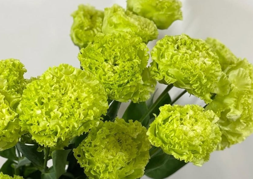 Lisianthus ( Eustoma ) Italia Series Amerigo 6 Seeds