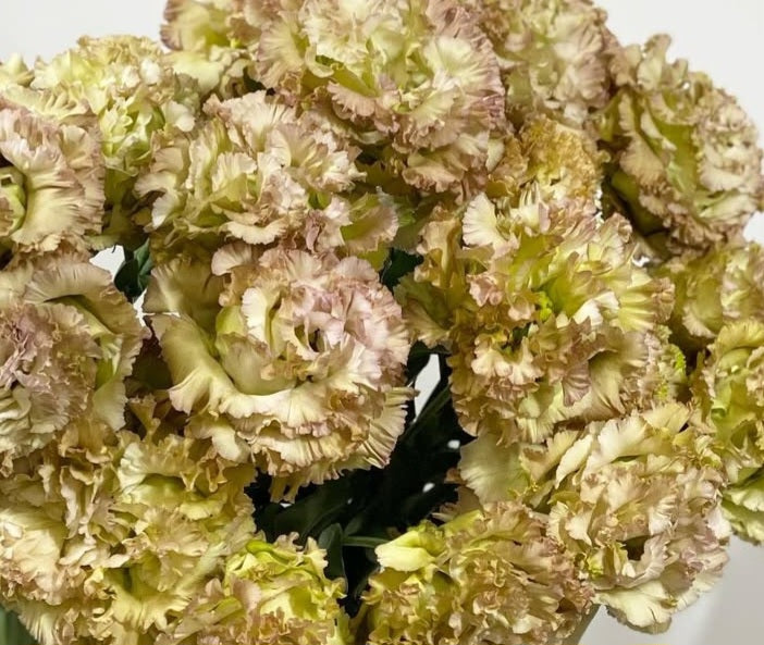 Lisianthus ( Eustoma ) Italia Series Amadeo 6 Seeds