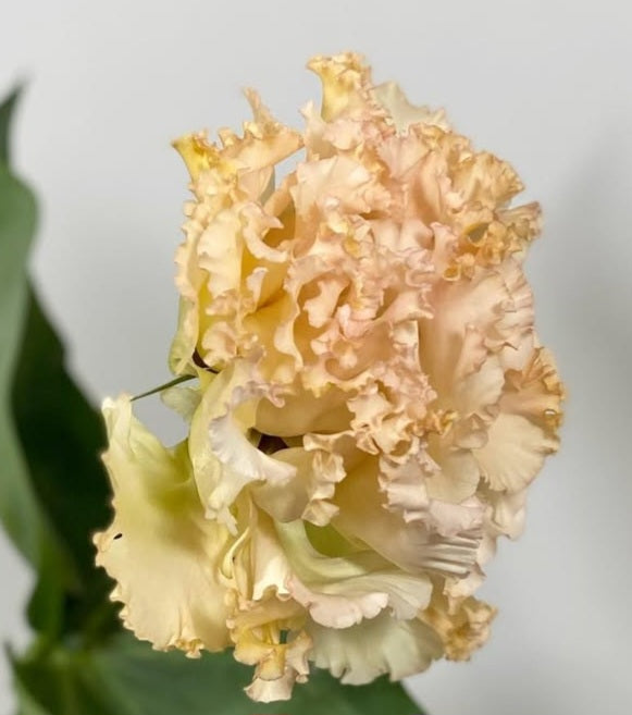 Lisianthus ( Eustoma ) Italia Series Alvize 6 Seeds