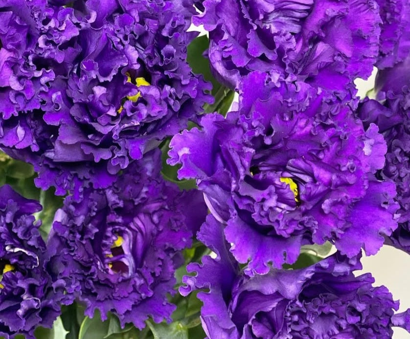 Lisianthus ( Eustoma ) Italia Series Antonio 6 Seeds