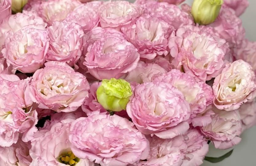 Lisianthus ( Eustoma ) Italia Series Alessandro 6 Seeds