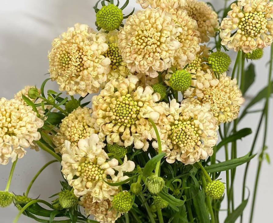 Scabiosa japonica Manon 50 Seeds