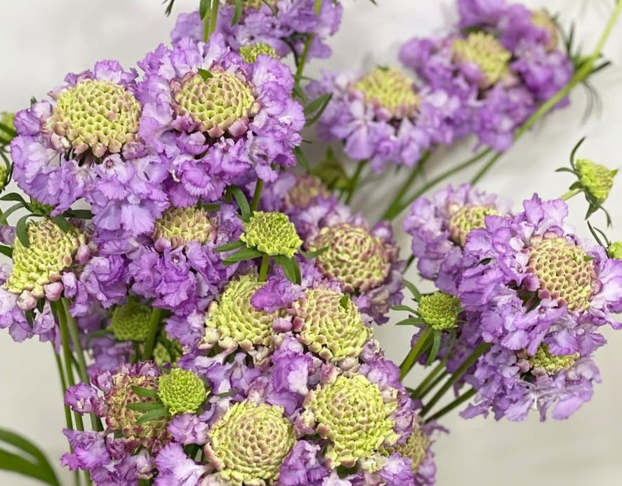 Scabiosa japonica Daphné 50 Seeds
