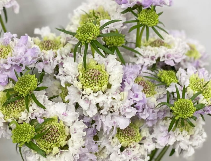 Scabiosa japonica Cosette 50 Seeds