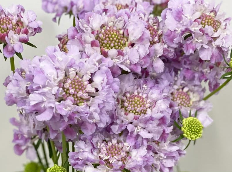 Scabiosa japonica Élise 50 Seeds