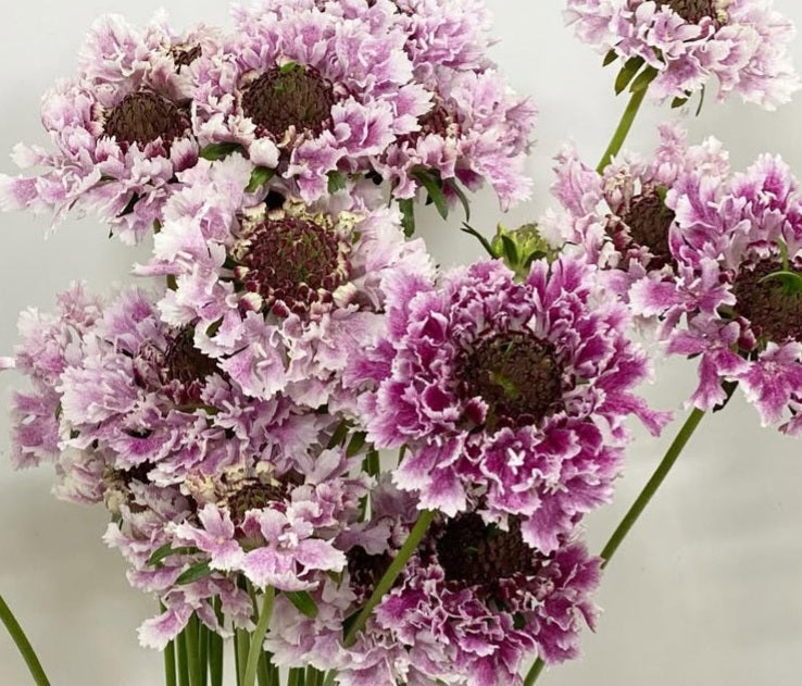 Scabiosa japonica Reine 50 Seeds