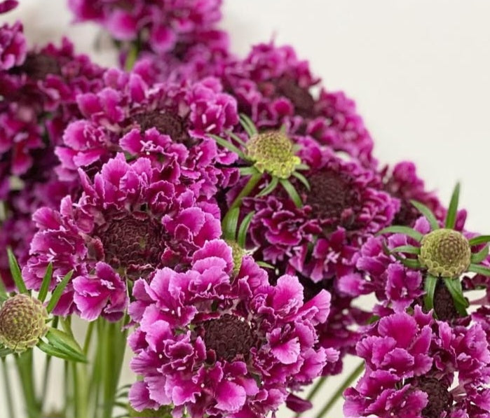 Scabiosa japonica Olympe 50 Seeds