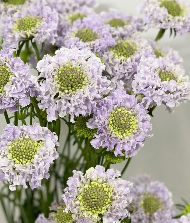 Scabiosa japonica Chloé 50 Seeds