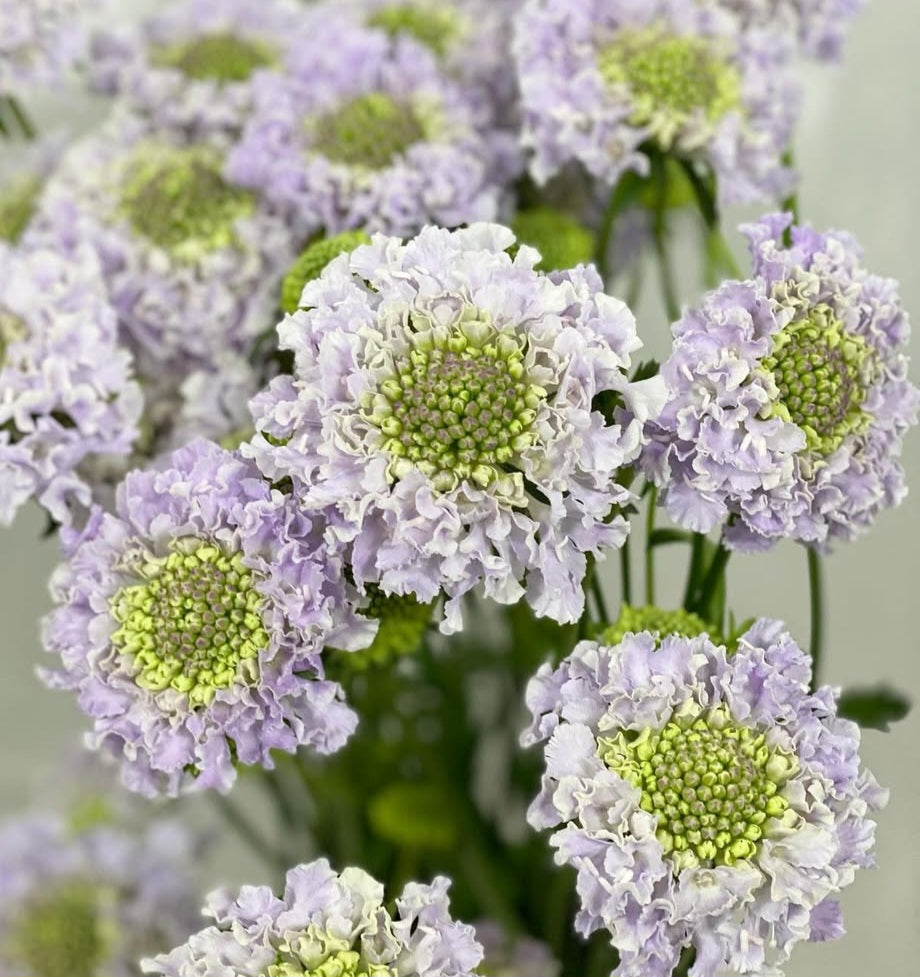 Scabiosa japonica Chloé 50 Seeds