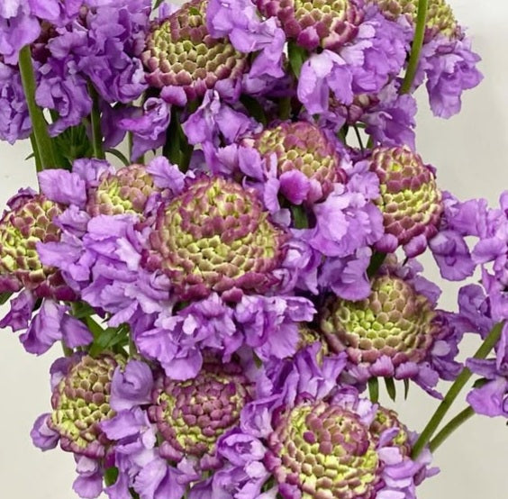 Scabiosa japonica Colette 50 Seeds