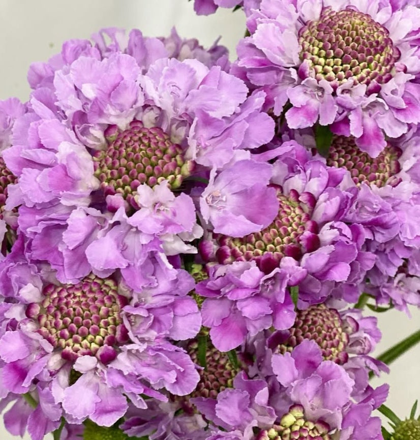 Scabiosa japonica Coralie 50 Seeds