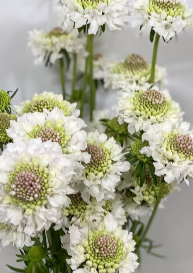 Scabiosa japonica Solène 50 Seeds