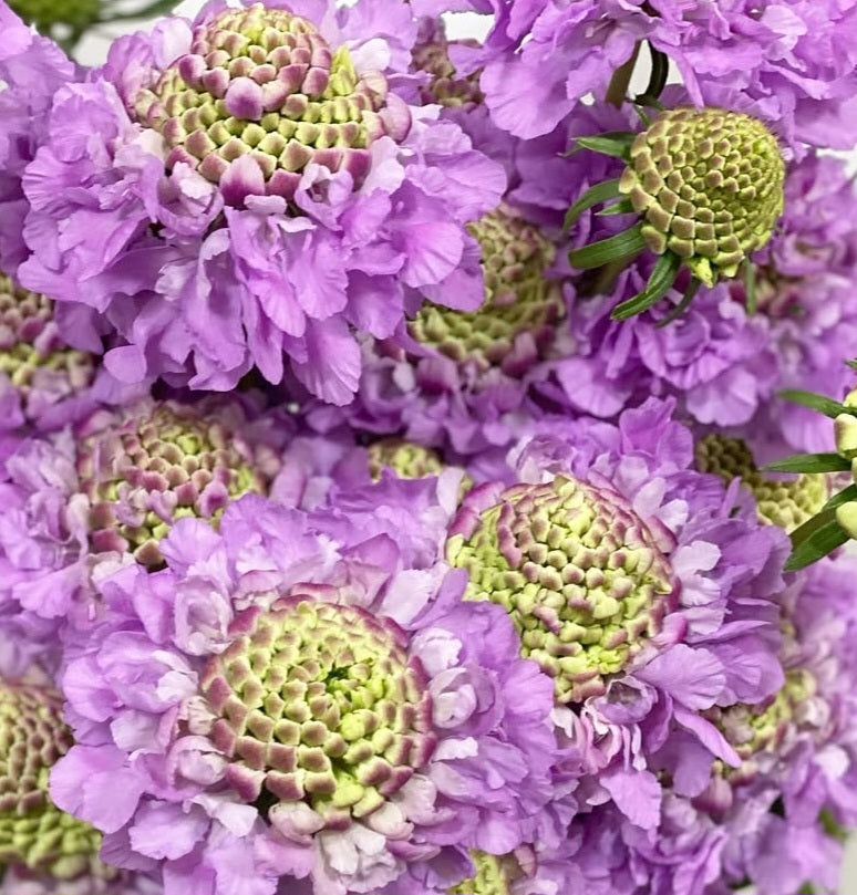 Scabiosa japonica Joëlle 50 Seeds