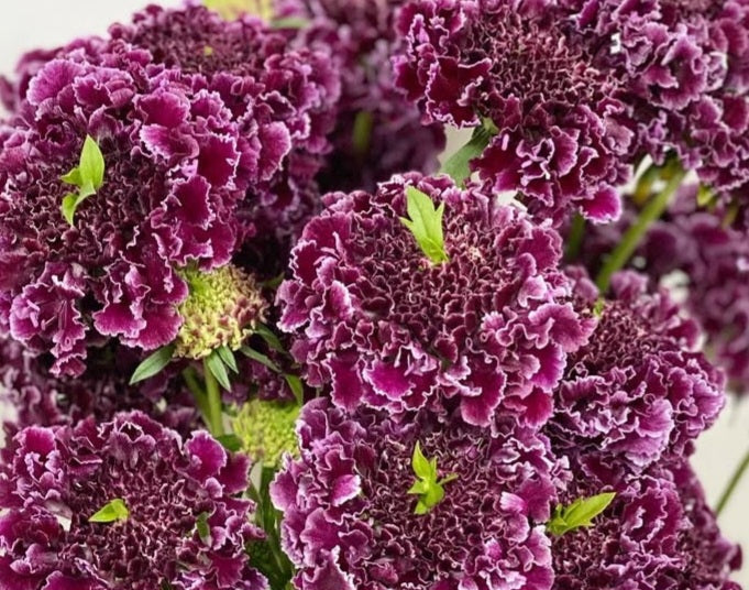 Scabiosa japonica Haydée 50 Seeds