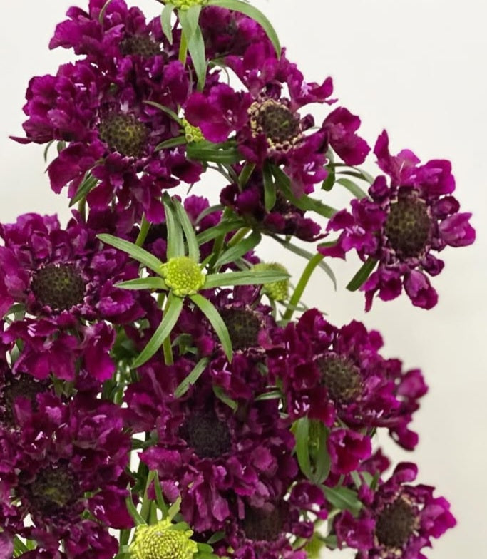 Scabiosa japonica Inès 50 Seeds