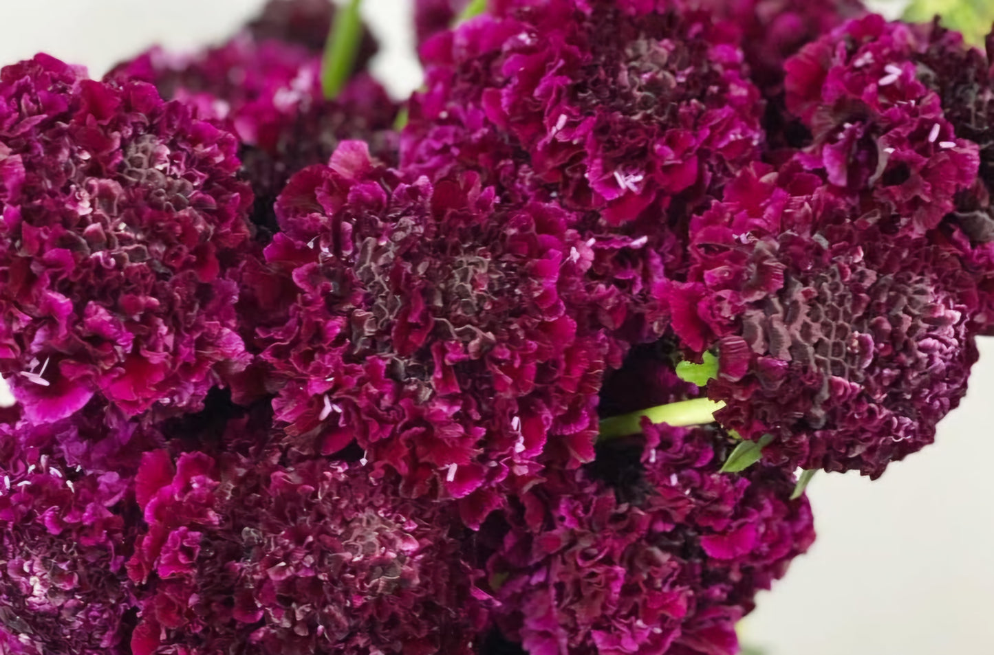 Scabiosa japonica Maëlle 50 Seeds
