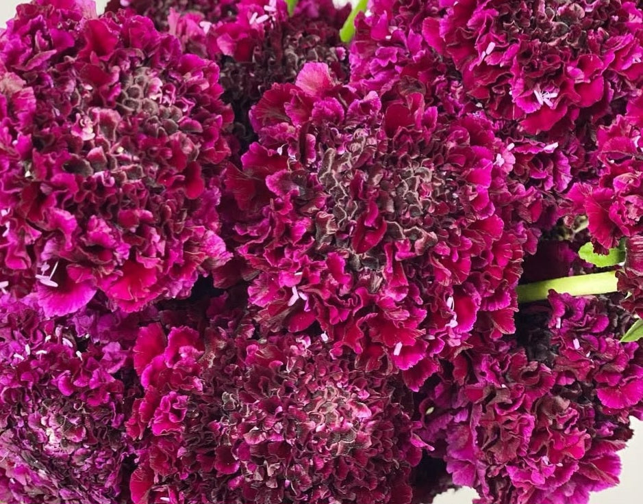 Scabiosa japonica Maëlle 50 Seeds