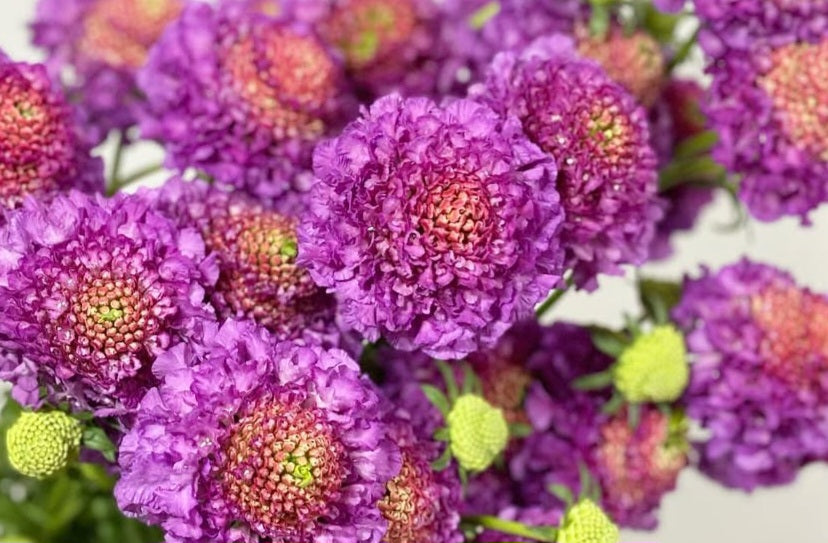 Scabiosa japonica Léontine 50 Seeds