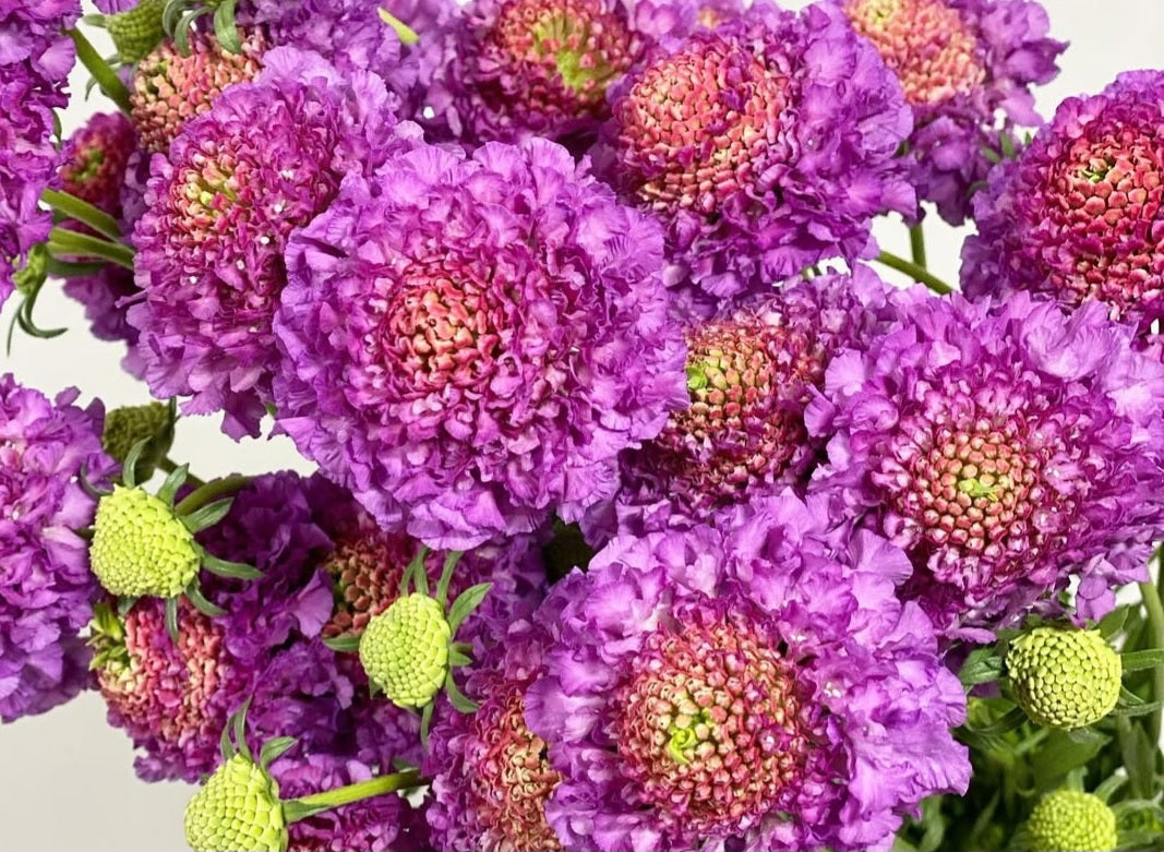 Scabiosa japonica Léontine 50 Seeds