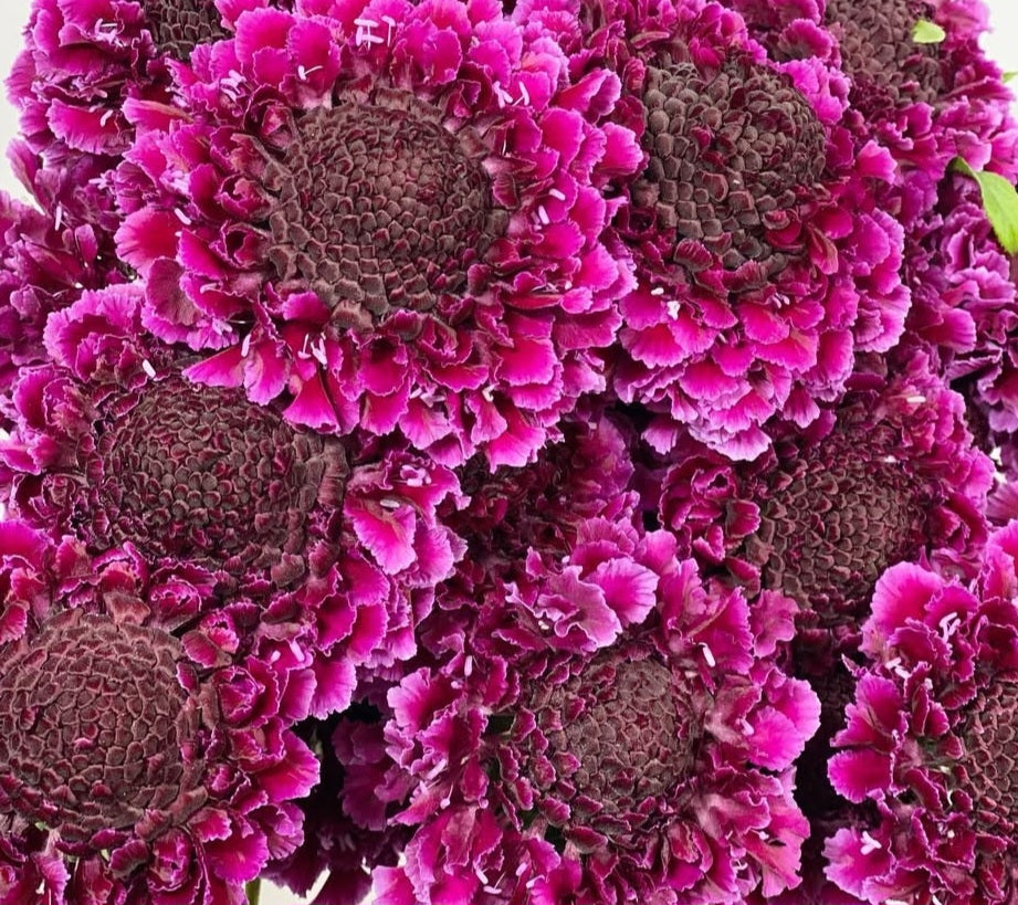 Scabiosa japonica Océane 50 Seeds