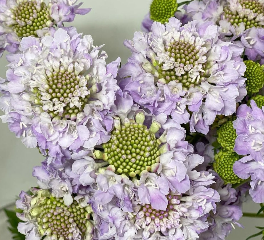 Scabiosa japonica Désirée 50 Seeds