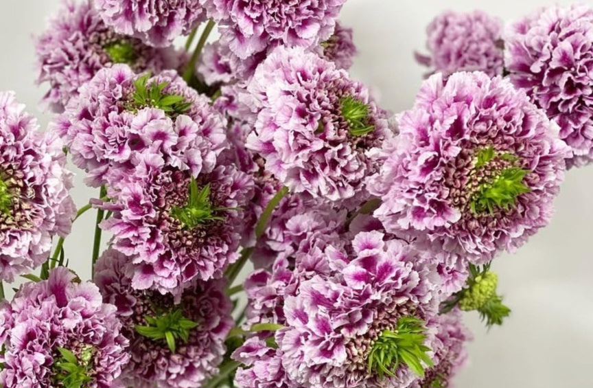 Scabiosa japonica Aurélie 50 Seeds