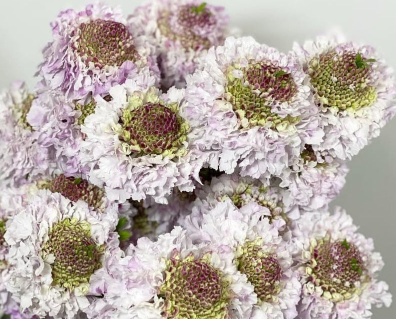 Scabiosa japonica Félicité 50 Seeds