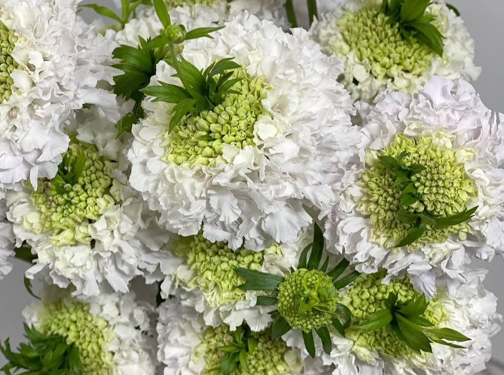 Scabiosa japonica Capucine 50 Seeds