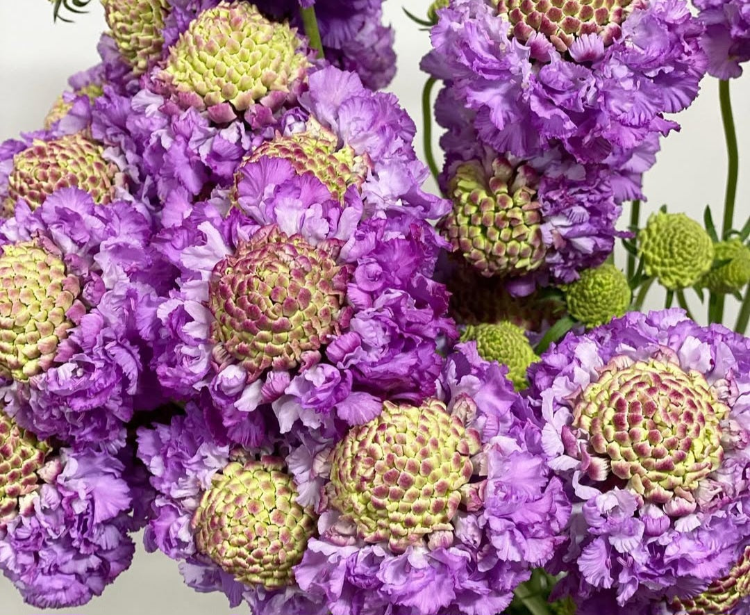 Scabiosa japonica Benoîte 50 Seeds