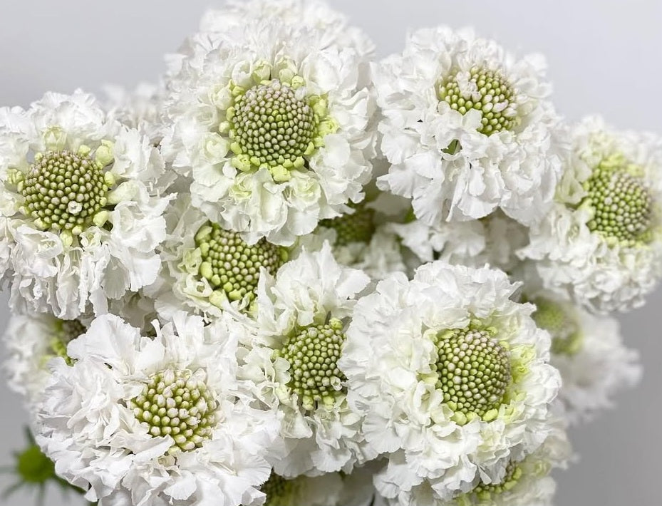 Scabiosa japonica Gaëlle 50 Seeds