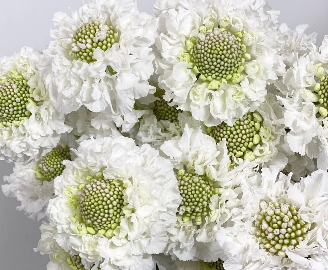 Scabiosa japonica Gaëlle 50 Seeds