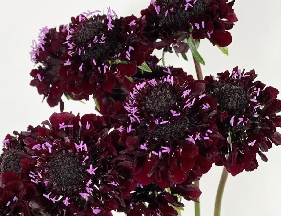 Scabiosa japonica Aliénor 50 Seeds