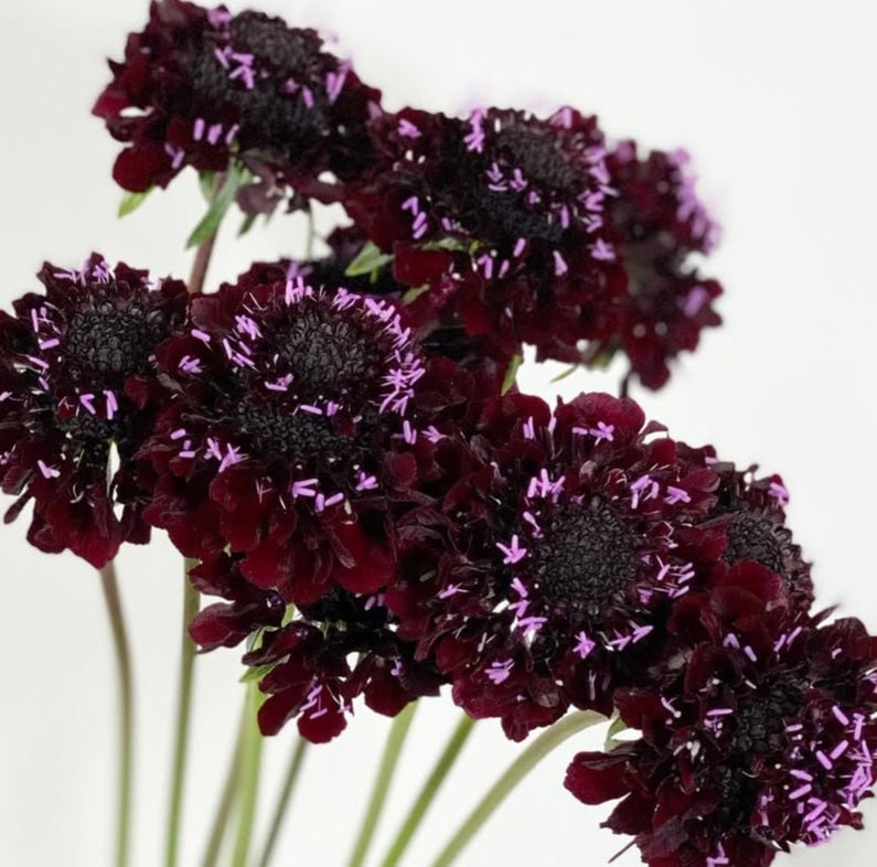 Scabiosa japonica Aliénor 50 Seeds