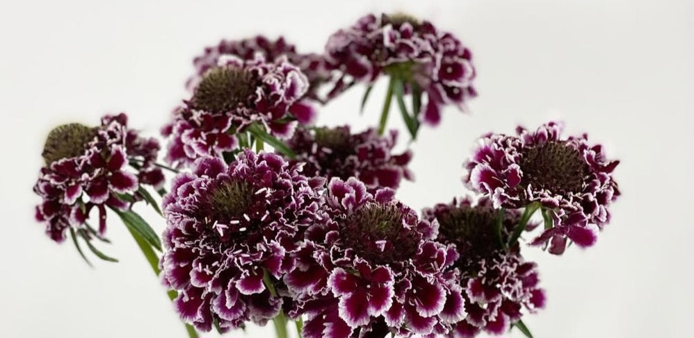 Scabiosa japonica Noémie 50 Seeds