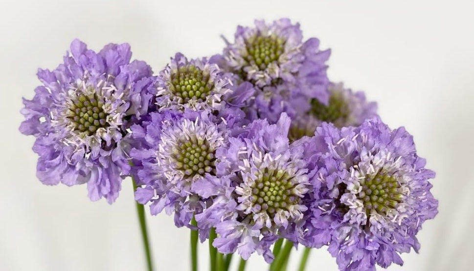 Scabiosa japonica Charlotte 50 Seeds