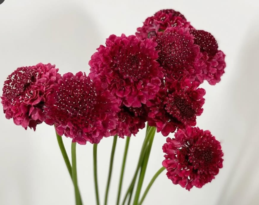 Scabiosa japonica Éléanor 50 Seeds