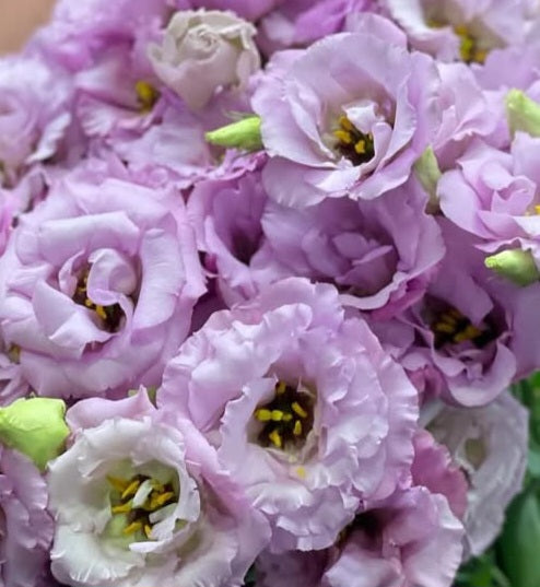 Lisianthus ( Eustoma ) Italia Series Albertine 6 Seeds