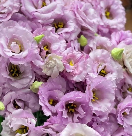 Lisianthus ( Eustoma ) Italia Series Albertine 6 Seeds