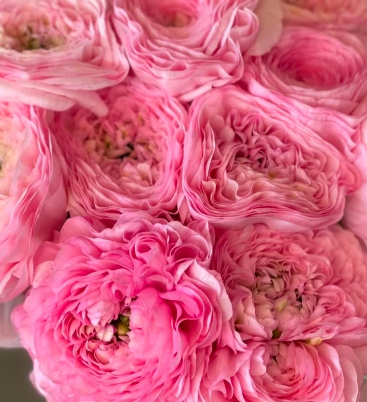 Ranunculus Japan Series Virginie 7 Bulbs